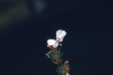 APII jpeg image of Stylidium breviscapum  © contact APII