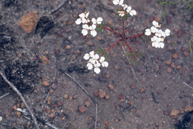 APII jpeg image of Stylidium breviscapum  © contact APII