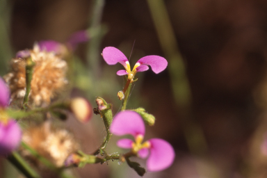 APII jpeg image of Stylidium inaequipetalum  © contact APII