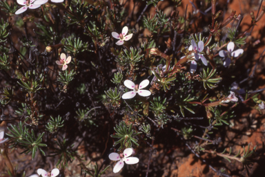 APII jpeg image of Stylidium induratum  © contact APII