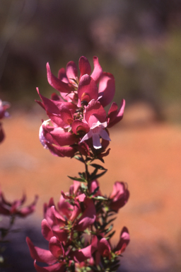 APII jpeg image of Prostanthera magnifica  © contact APII