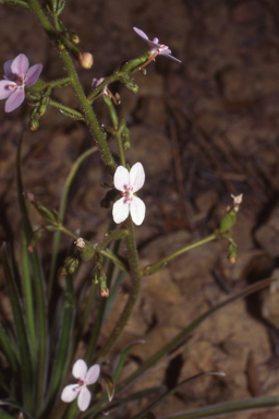 APII jpeg image of Stylidium yilgarnense  © contact APII