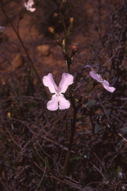 APII jpeg image of Stylidium sejunctum  © contact APII