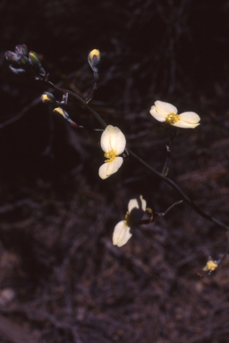 APII jpeg image of Stylidium zeicolor  © contact APII