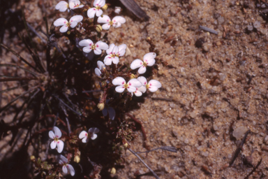 APII jpeg image of Stylidium breviscapum  © contact APII