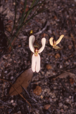 APII jpeg image of Stylidium schoenoides  © contact APII