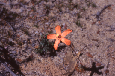 APII jpeg image of Drosera leucoblasta  © contact APII