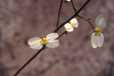 APII jpeg image of Stylidium squamellosum  © contact APII