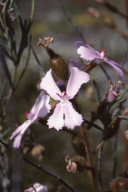 APII jpeg image of Stylidium albomontis  © contact APII