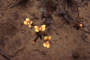 APII jpeg image of Stylidium dichotomum  © contact APII