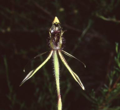 APII jpeg image of Caladenia barbarossa  © contact APII