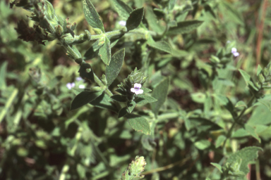 APII jpeg image of Stemodia lythrifolia  © contact APII