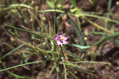 APII jpeg image of Byblis liniflora  © contact APII