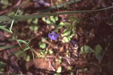 APII jpeg image of Lindernia tectanthera  © contact APII