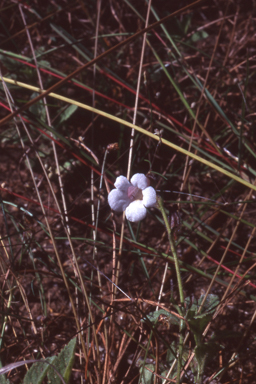 APII jpeg image of Centranthera cochinchinensis  © contact APII