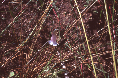 APII jpeg image of Centranthera cochinchinensis  © contact APII