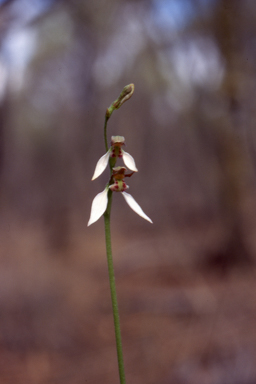 APII jpeg image of Eriochilus dilatatus subsp. undulatus  © contact APII