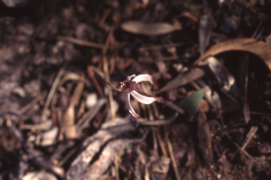 APII jpeg image of Caladenia drummondii  © contact APII