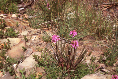 APII jpeg image of Stylidium armeria  © contact APII