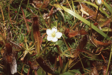 APII jpeg image of Drosera arcturi  © contact APII