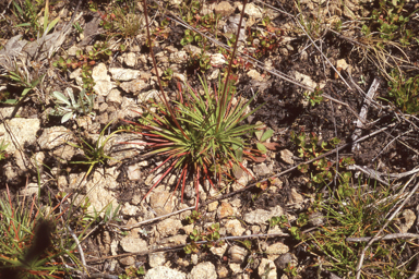 APII jpeg image of Stylidium montanum  © contact APII