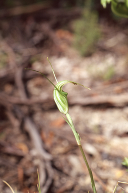 APII jpeg image of Pterostylis atrans  © contact APII