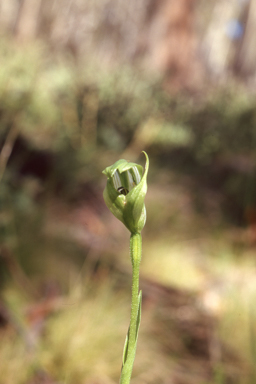 APII jpeg image of Pterostylis monticola  © contact APII