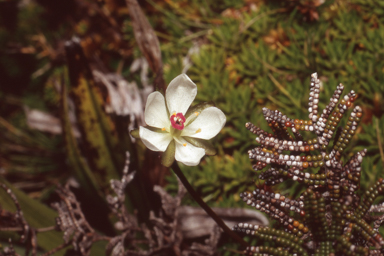 APII jpeg image of Drosera murfetii  © contact APII