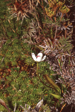 APII jpeg image of Drosera murfetii  © contact APII