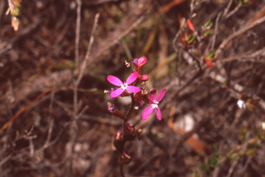 APII jpeg image of Stylidium graminifolium  © contact APII