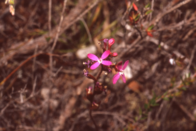 APII jpeg image of Stylidium graminifolium  © contact APII