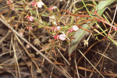 APII jpeg image of Stylidium tenerrimum  © contact APII