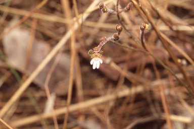 APII jpeg image of Stylidium schizanthum  © contact APII