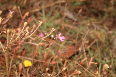 APII jpeg image of Stylidium ensatum  © contact APII