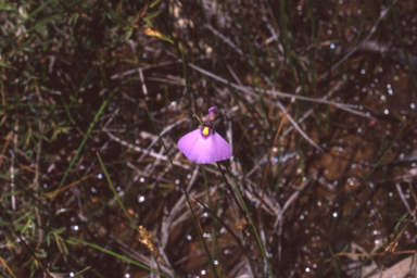 APII jpeg image of Utricularia barkeri  © contact APII