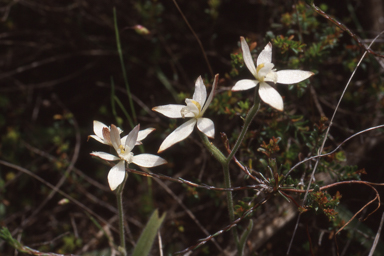 APII jpeg image of Caladenia marginata  © contact APII