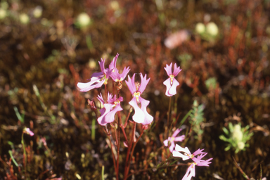 APII jpeg image of Stylidium ecorne  © contact APII