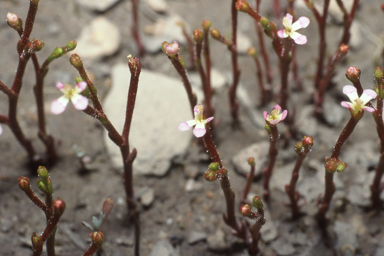 APII jpeg image of Stylidium inundatum  © contact APII