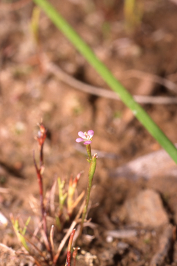 APII jpeg image of Stylidium despectum  © contact APII