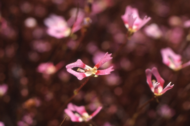 APII jpeg image of Stylidium aceratum  © contact APII