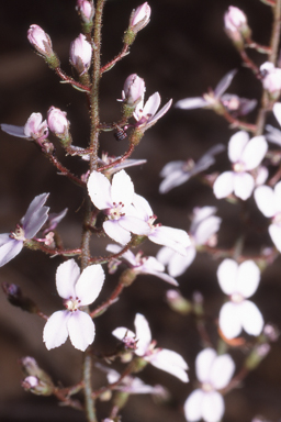 APII jpeg image of Stylidium amoenum  © contact APII