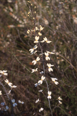 APII jpeg image of Stylidium squamellosum  © contact APII