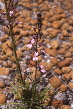 APII jpeg image of Stylidium albolilacinum  © contact APII