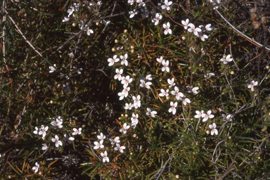 APII jpeg image of Stylidium dichotomum  © contact APII