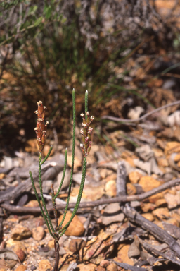 APII jpeg image of Stylidium preissii  © contact APII