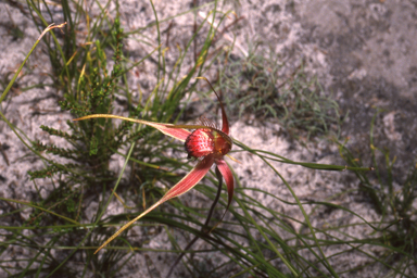 APII jpeg image of Caladenia decora  © contact APII