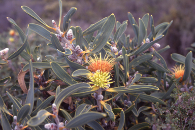 APII jpeg image of Hakea cinerea  © contact APII