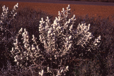 APII jpeg image of Lachnostachys coolgardiensis  © contact APII