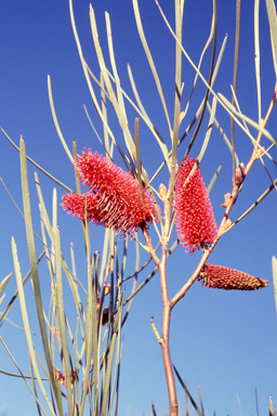 APII jpeg image of Hakea francisiana  © contact APII