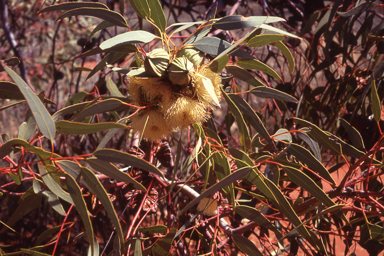 APII jpeg image of Eucalyptus kingsmillii  © contact APII